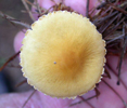 Cystoderma amianthinum 